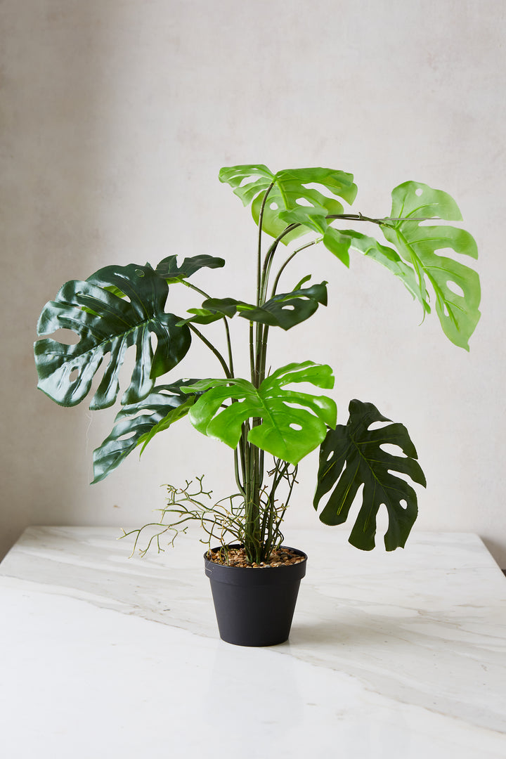 PLANTA BIG MONSTERA