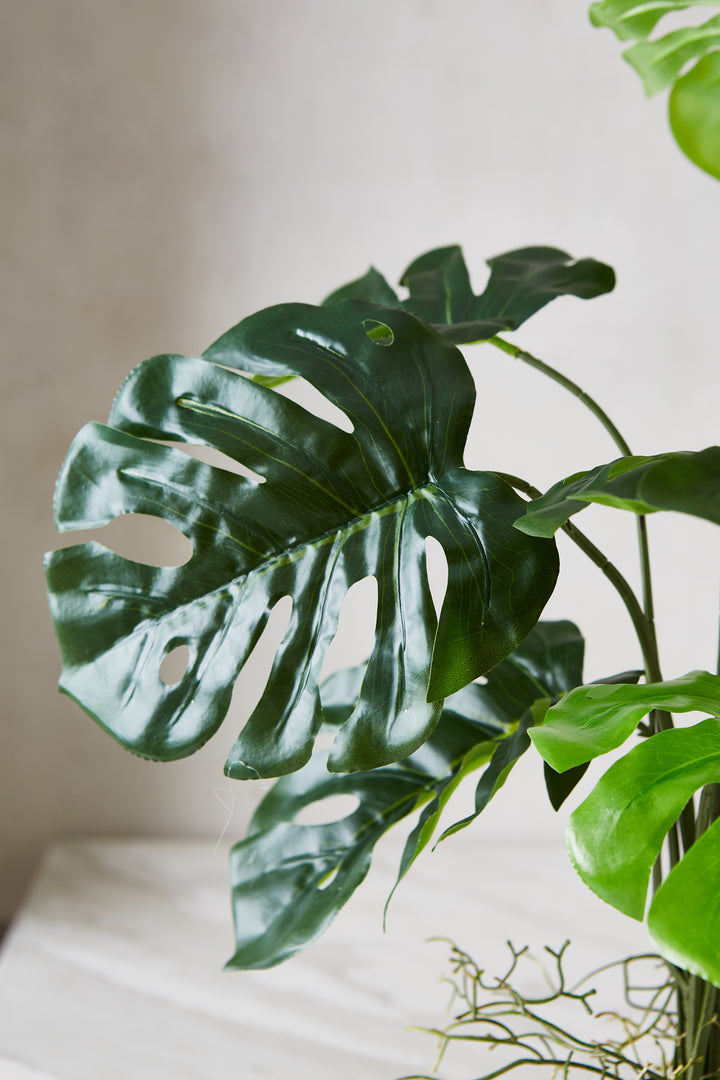 PLANTA BIG MONSTERA