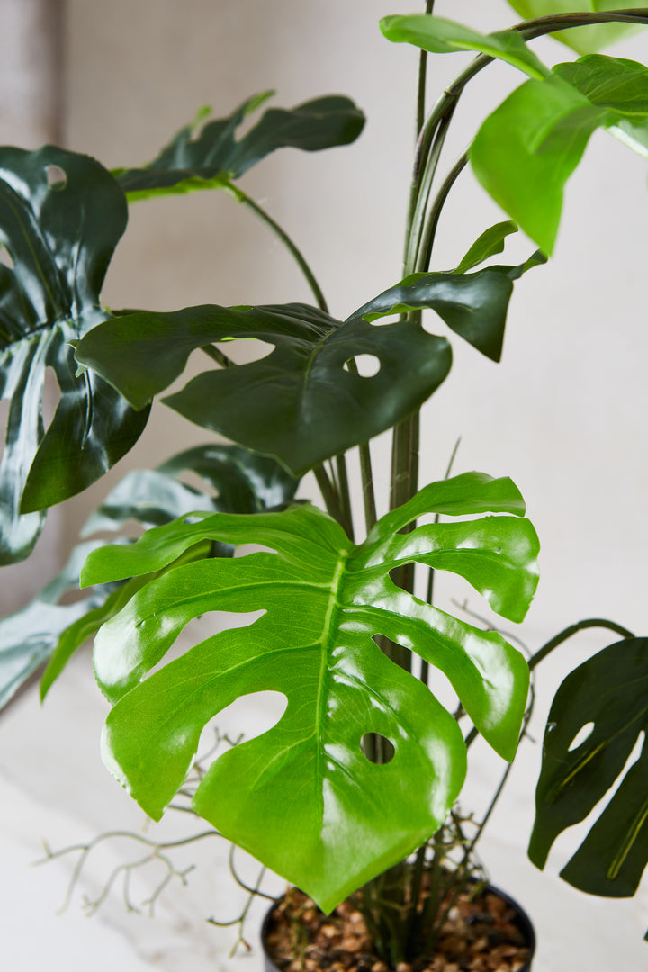 PLANTA BIG MONSTERA